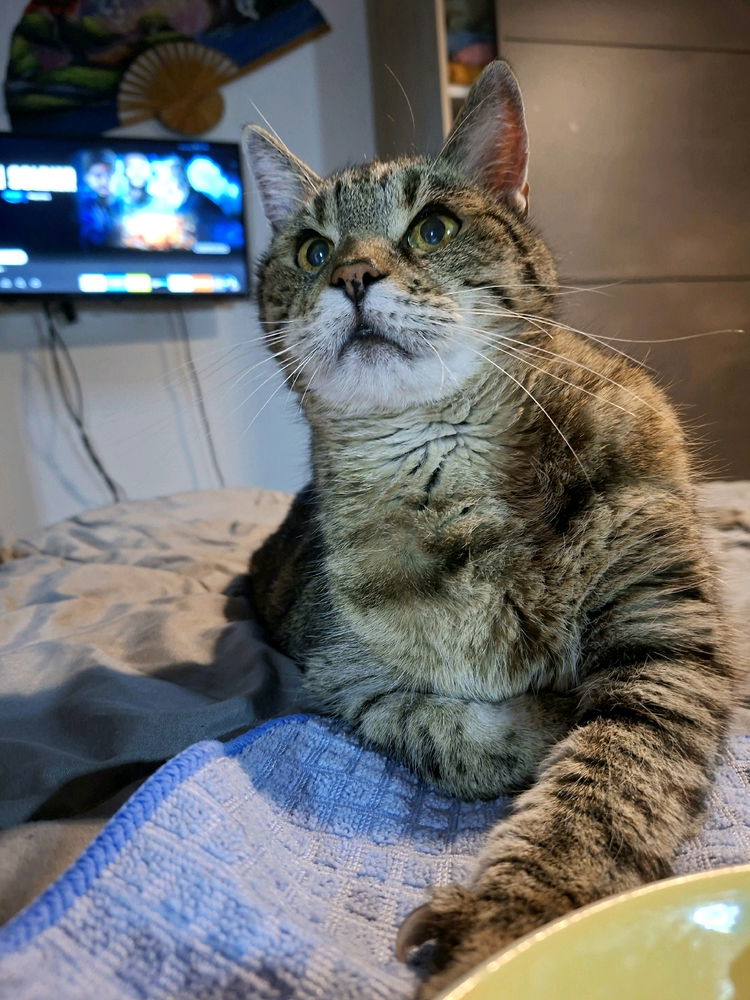 My tricky cat