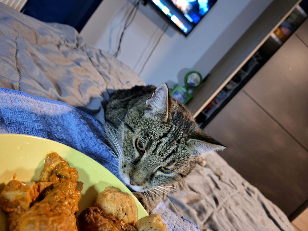 My tricky cat