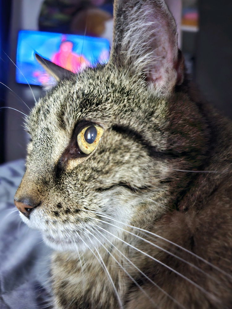 My tricky cat