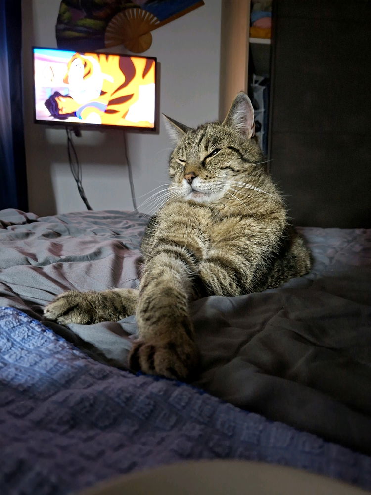 My tricky cat