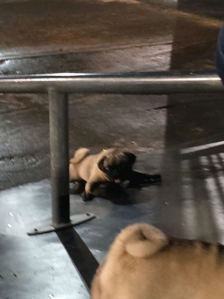 Mi pequeño terremoto -⁠ᄒ⁠ᴥ⁠ᄒ⁠-