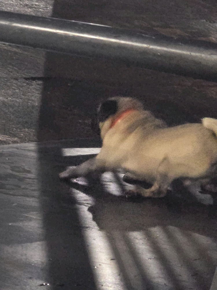 Mi pequeño terremoto -⁠ᄒ⁠ᴥ⁠ᄒ⁠-