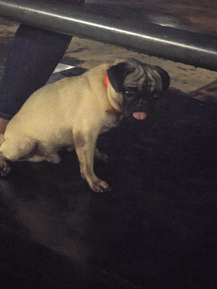 Mi pequeño terremoto -⁠ᄒ⁠ᴥ⁠ᄒ⁠-