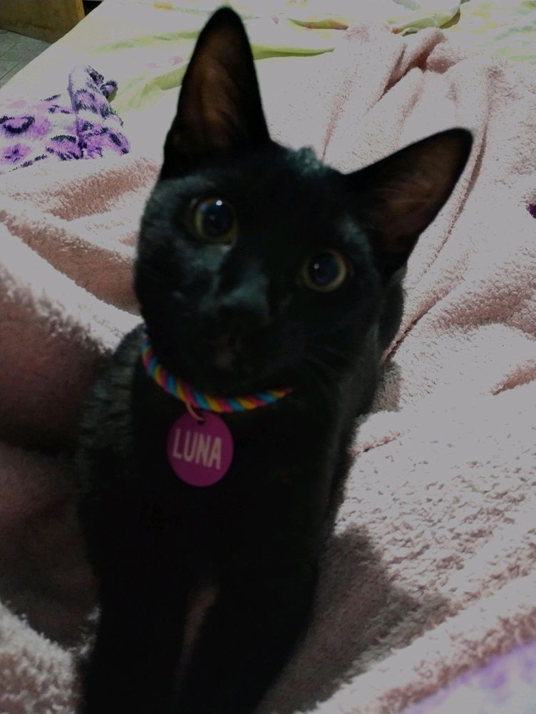 🌙 Adeus, minha Luna