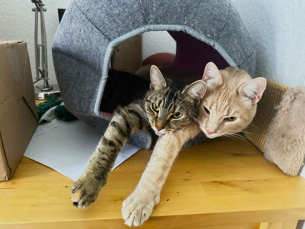 Die beiden Geschwister wieder vereint ☺️🦁🐱🤗
