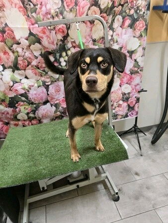 Lola Palooza