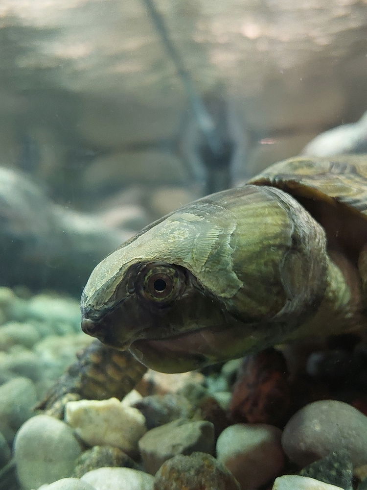 What is this turtle thinking? 🤔