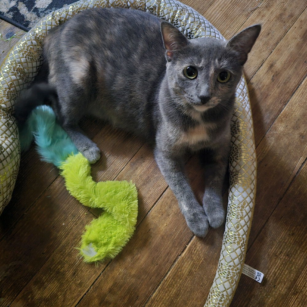 Cats are the best!!!