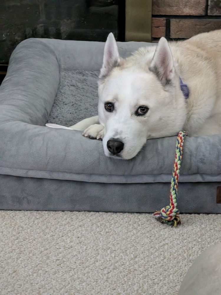 Where's second frosty paws?