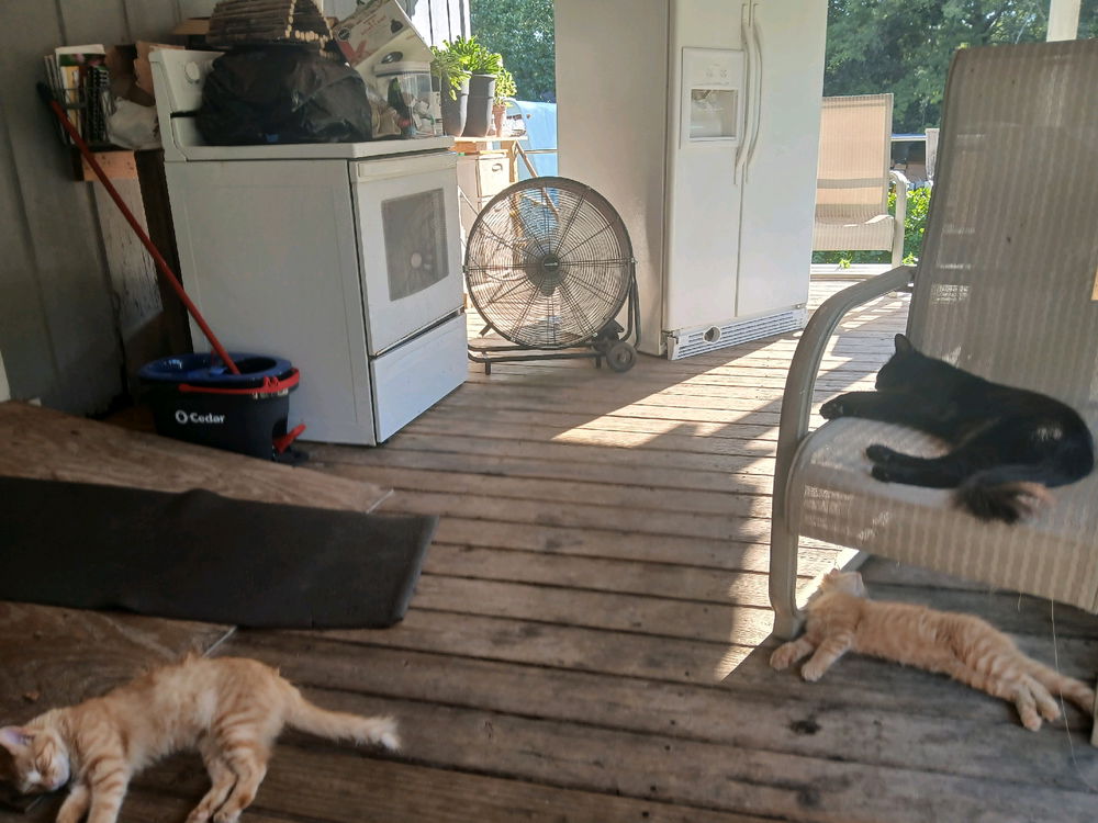 My Cats. 😄😽❤️