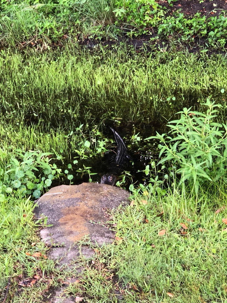 The occasional neighbor