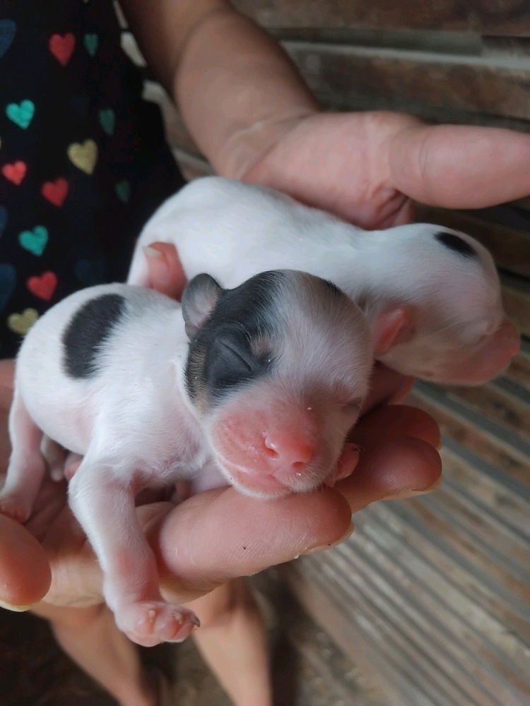My dog suddenly got 2 puppies