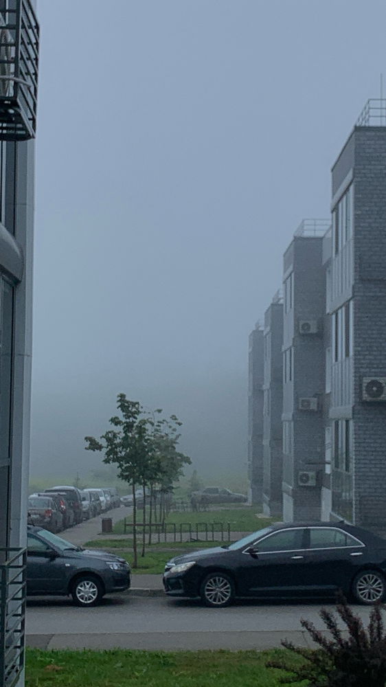 Туманное утро