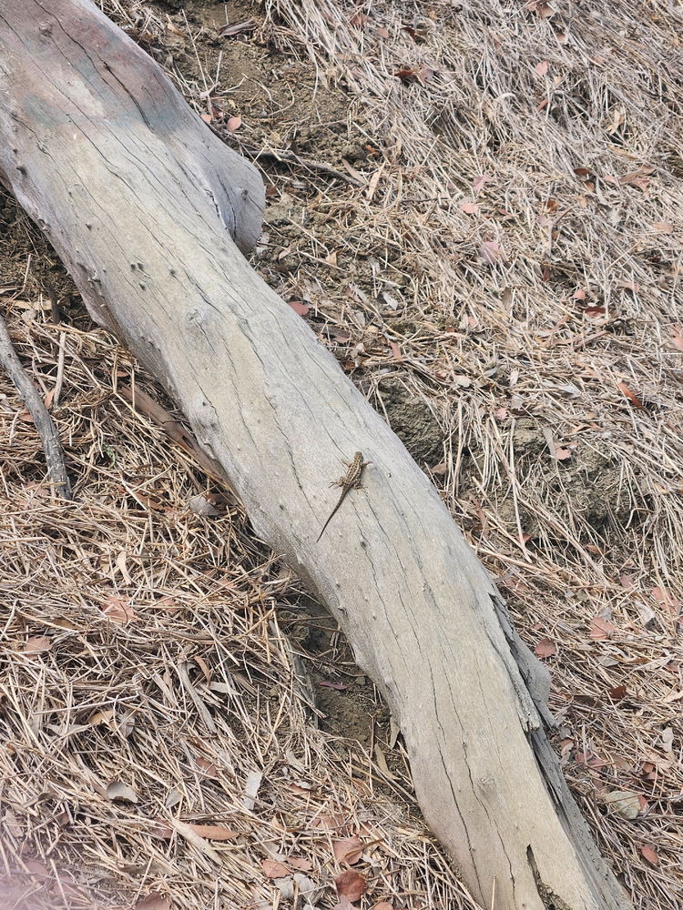 Murphy Ranch 2