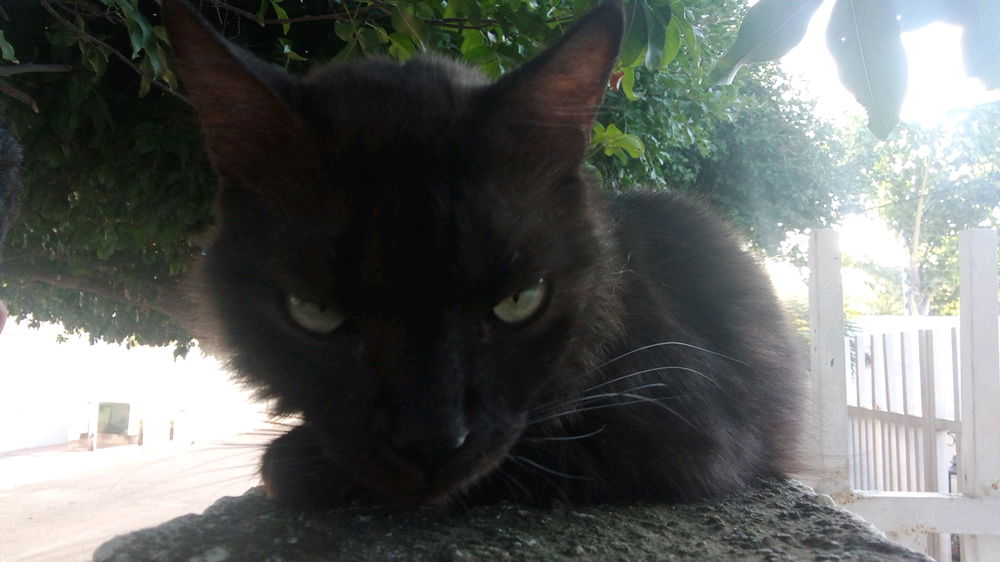 My cat