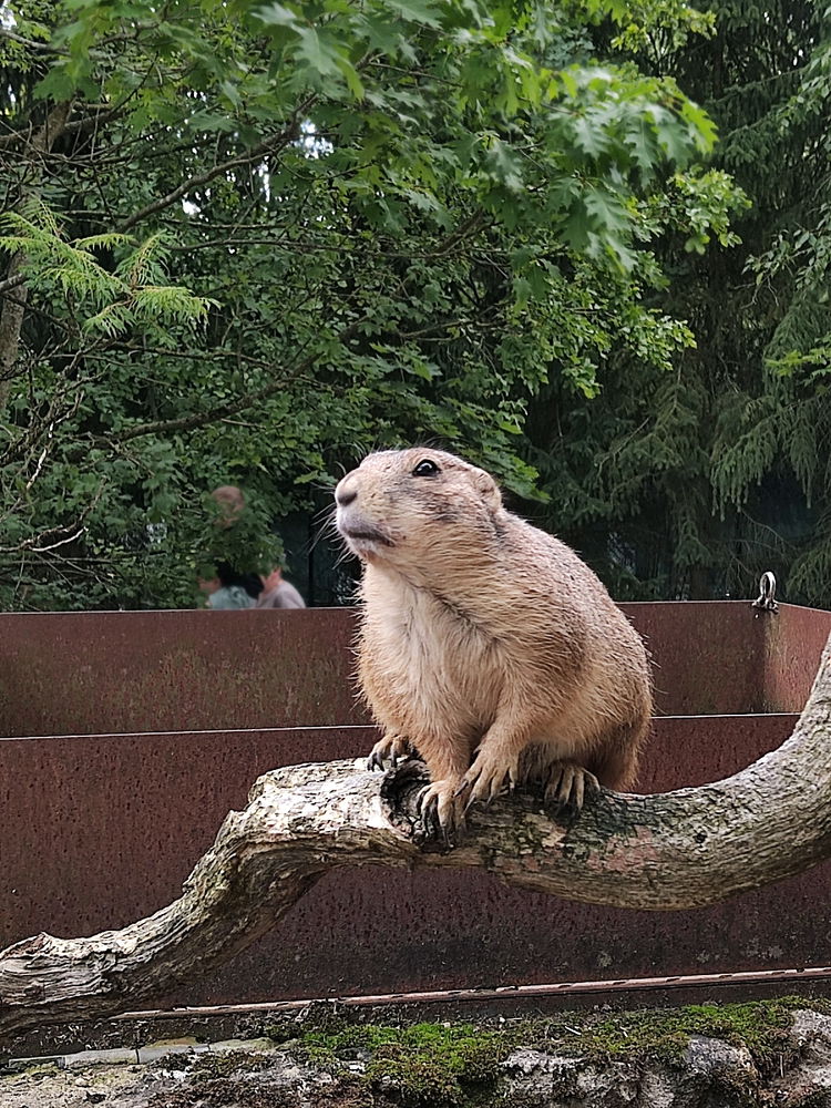Zoo in Hannover
