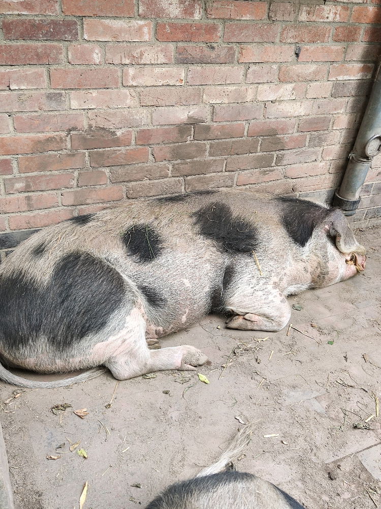 Zoo in Hannover