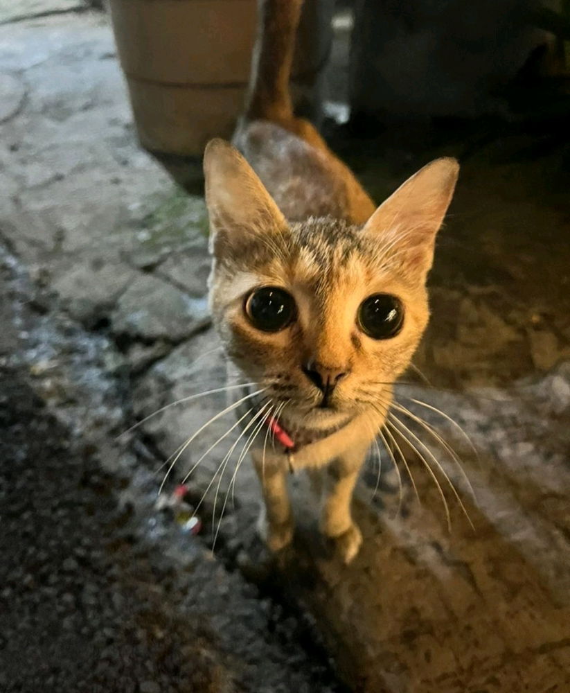 So cute