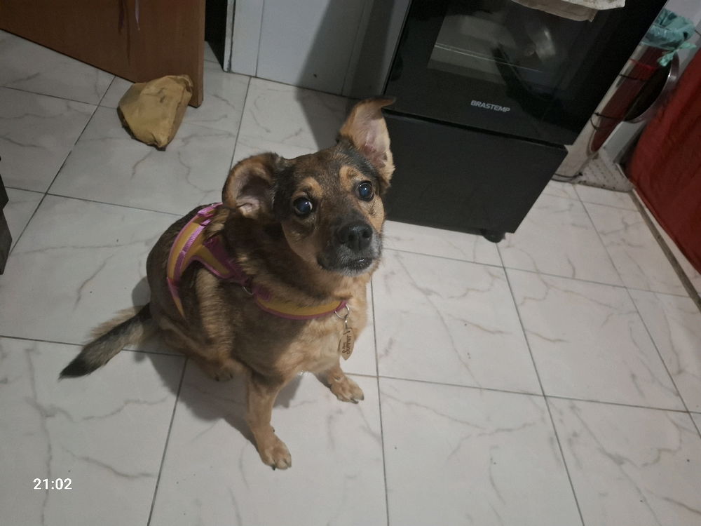 Minha cadela está linda.