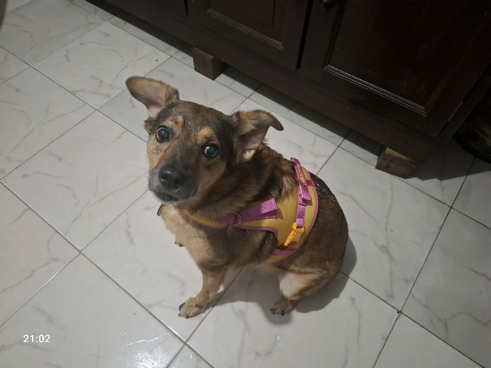 Minha cadela está linda.