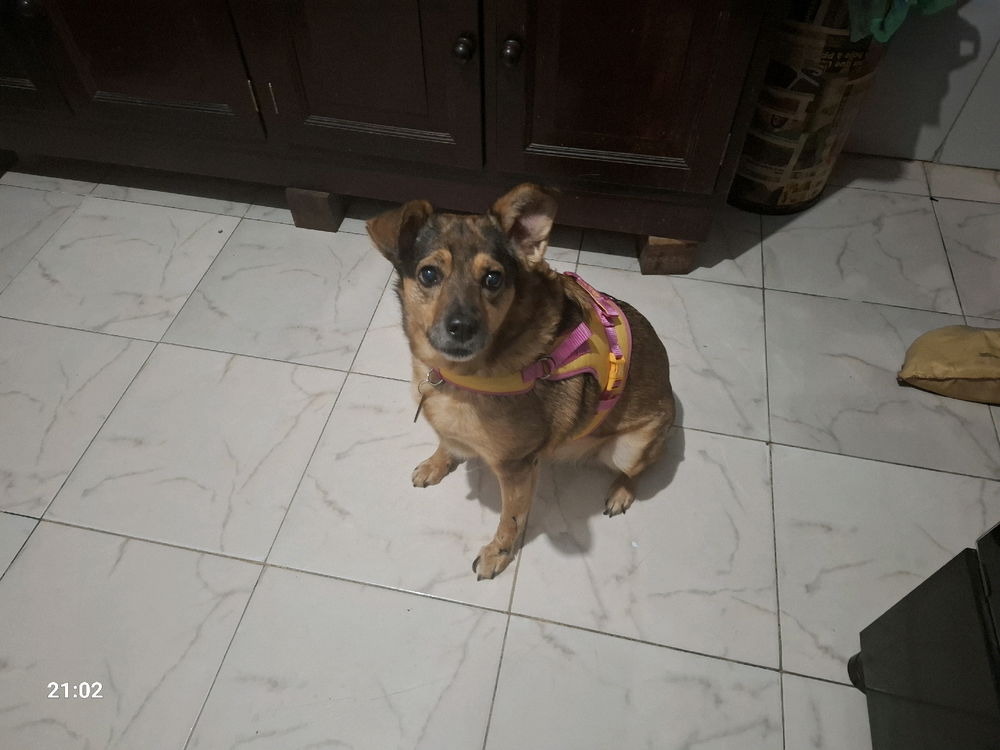 Minha cadela está linda.