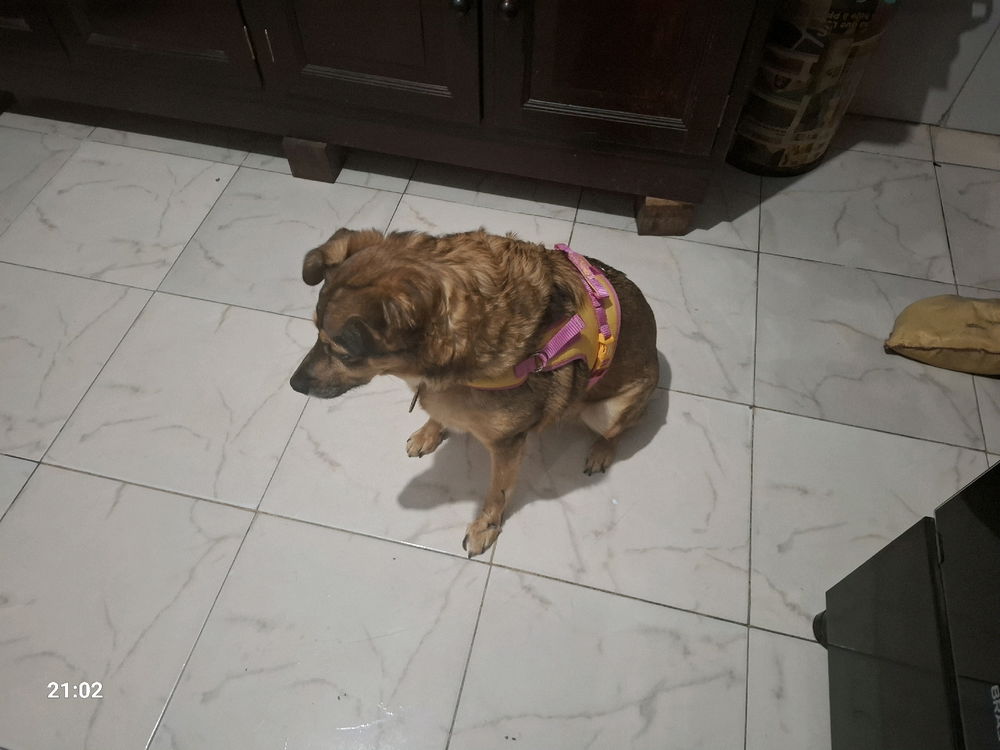 Minha cadela está linda.