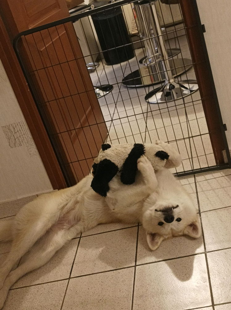Je crois que j'ai cassé mon chien 😶‍🌫️