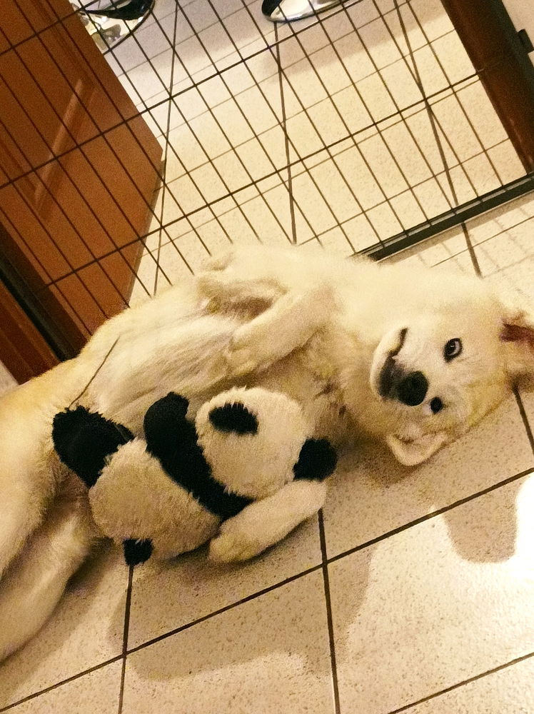 Je crois que j'ai cassé mon chien 😶‍🌫️