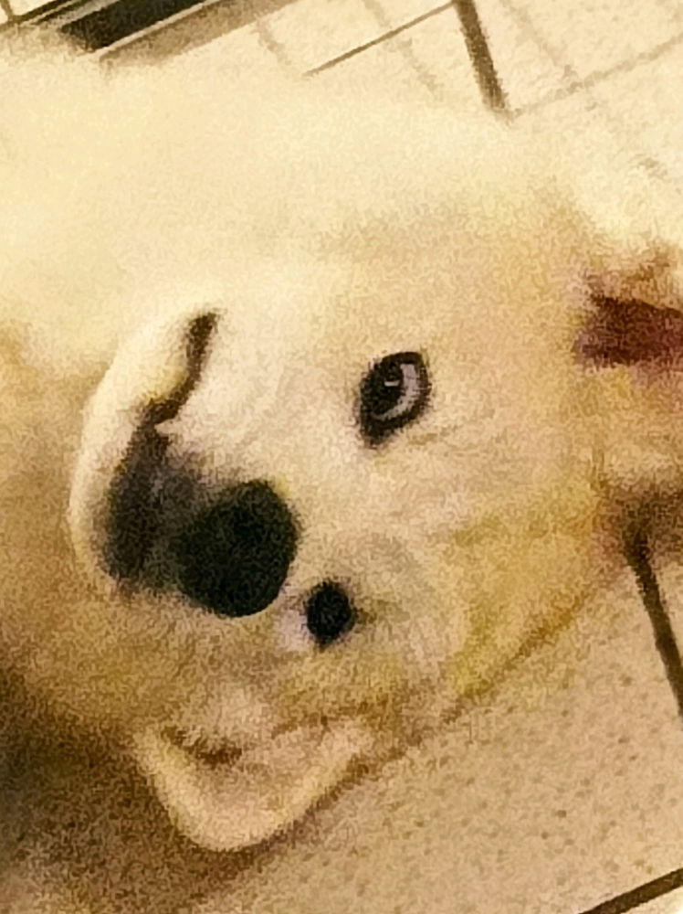 Je crois que j'ai cassé mon chien 😶‍🌫️