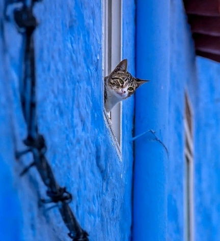 Gatti nel blu 💙💙💙😻😻😻