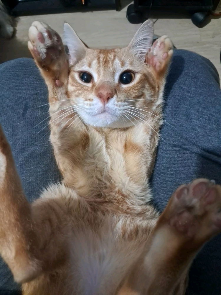Nico