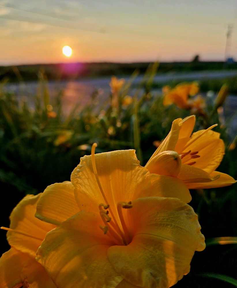 🌞🌹✨