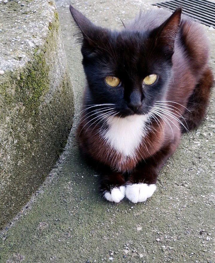 Miau