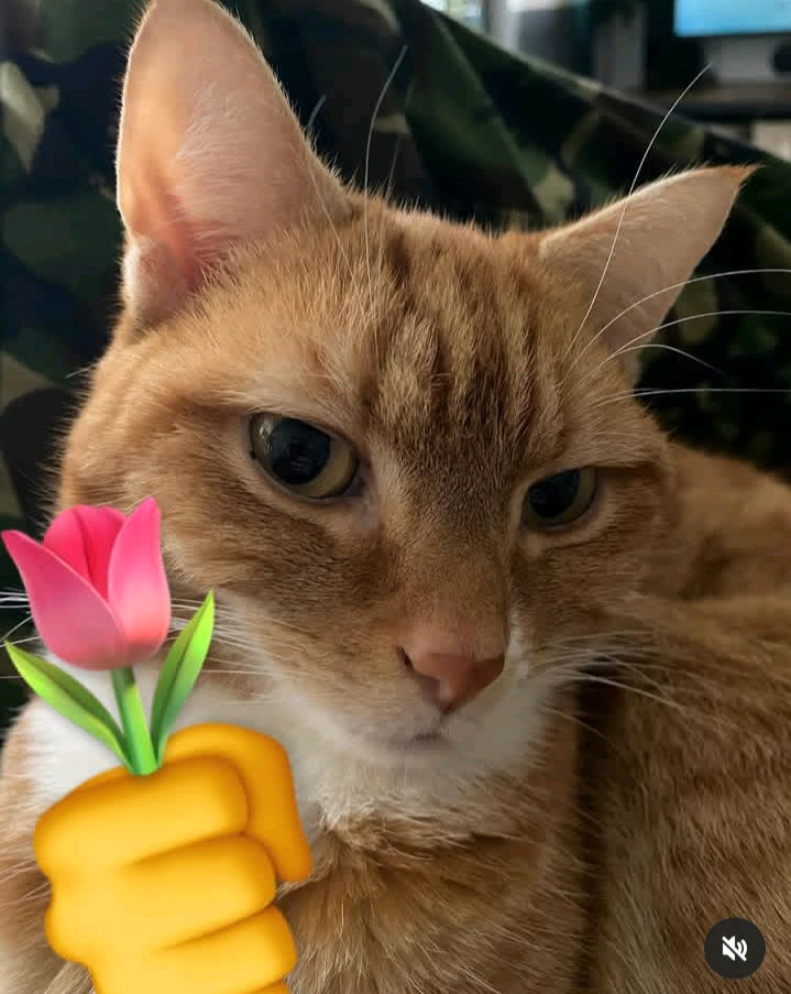 Flower from Mr. Cat 😺 💐🌷
