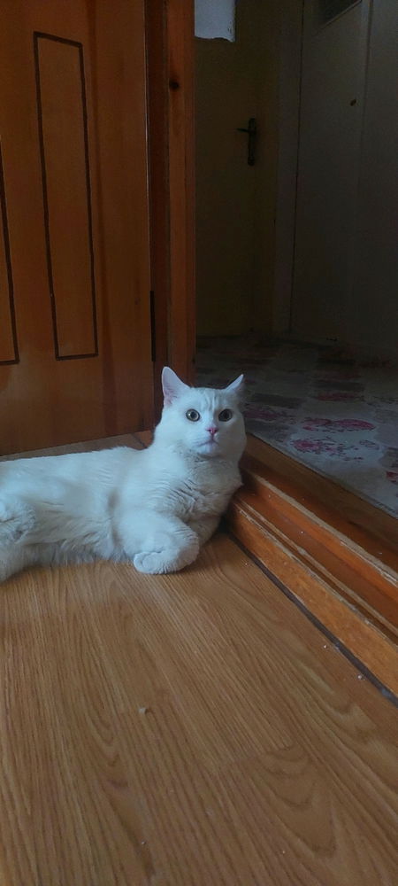 😸