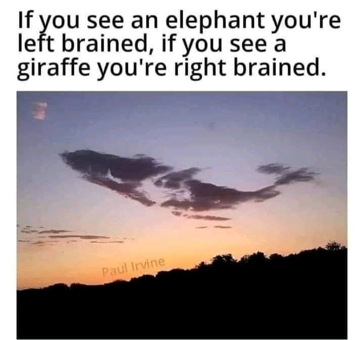 I must be brain stemed because I see a dolphin 😂