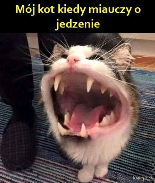 Dej żryć 🐱