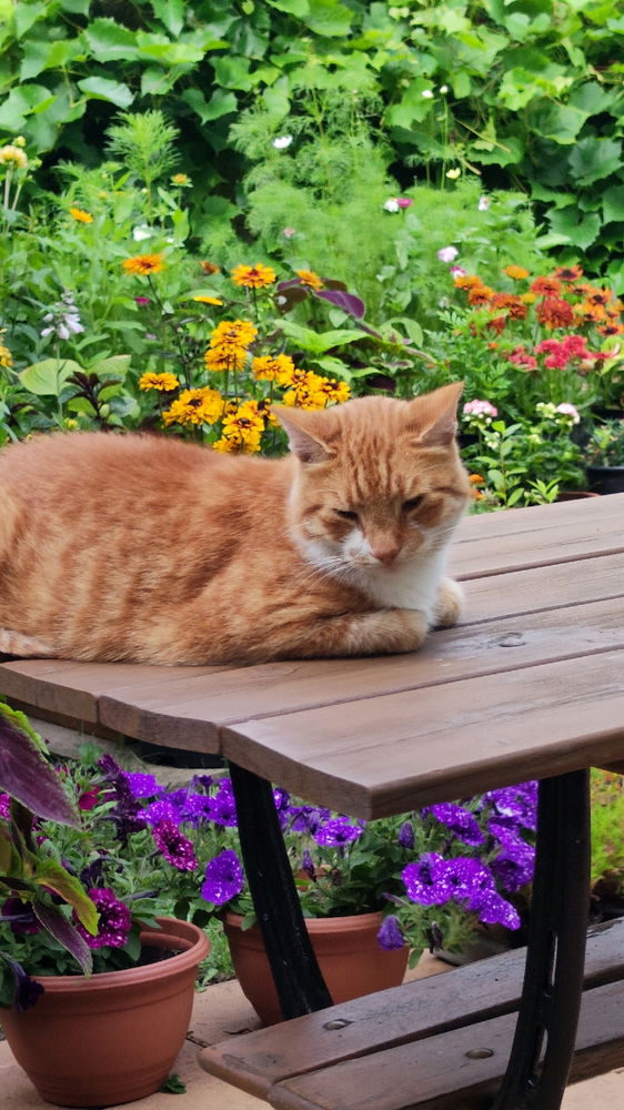 Koteł w ogrodzie być musi 😺