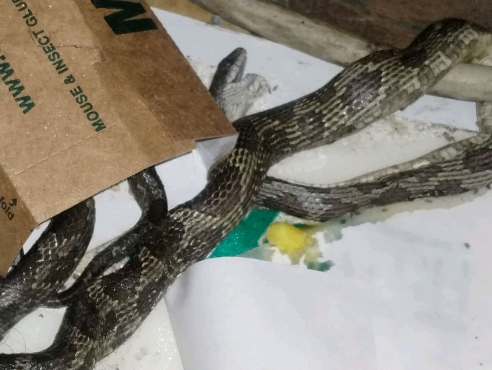 SNAKES?!?!?