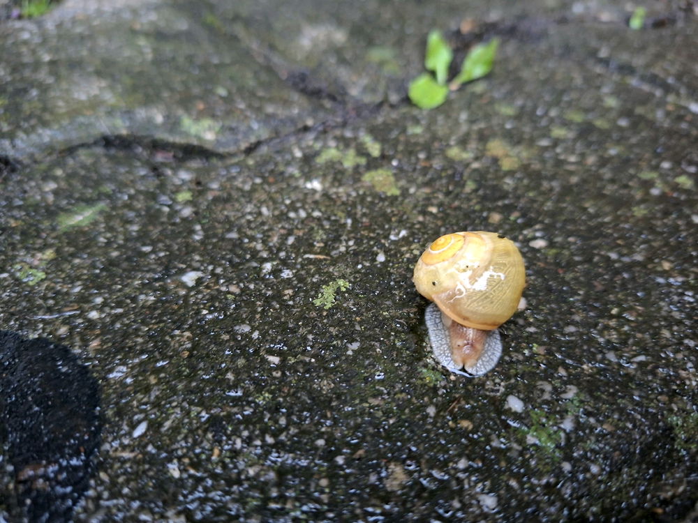 The (Slow Motion) Wanderer