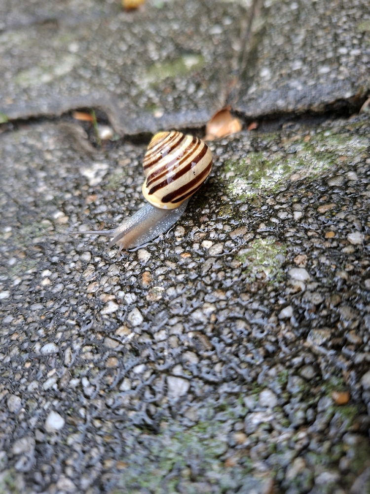 The (Slow Motion) Wanderer