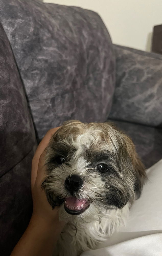 Brownie says hi