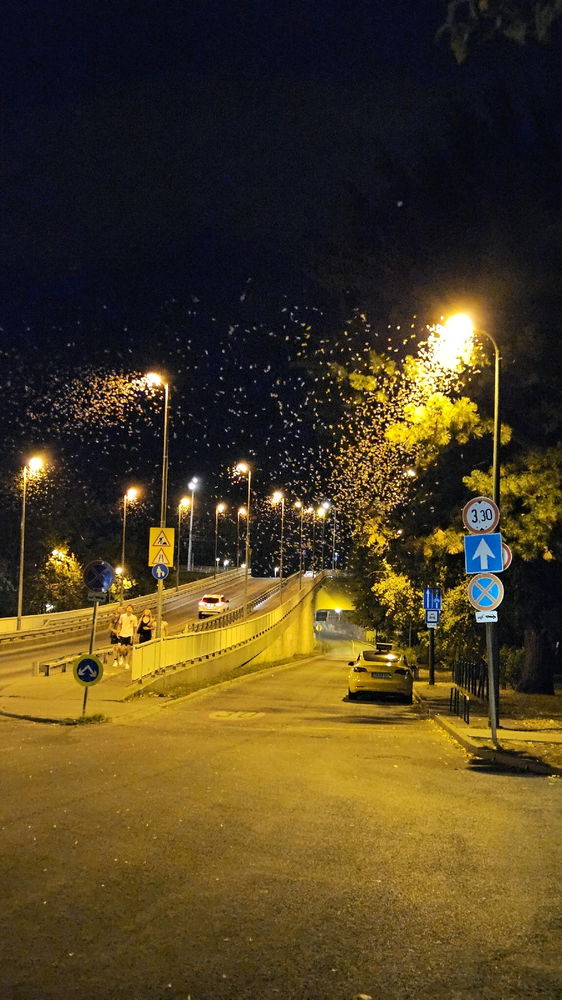 Dunavirágzás