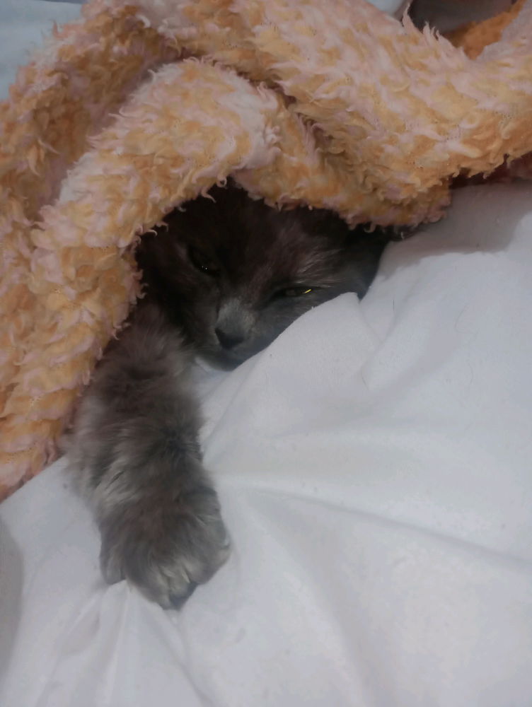 Luna Bella Conrral