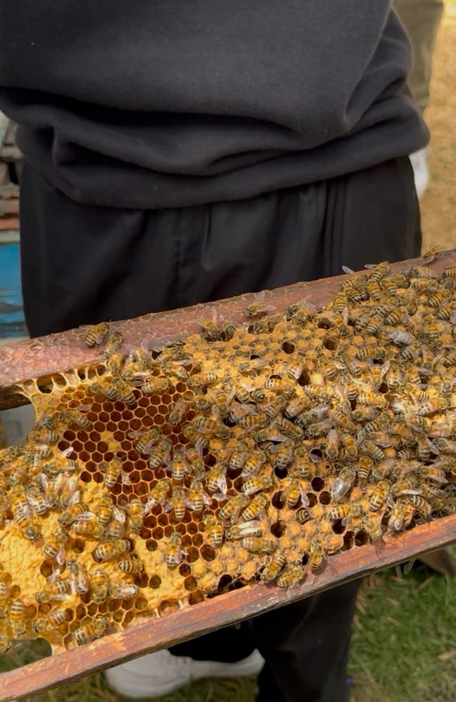 🐝🐝🐝