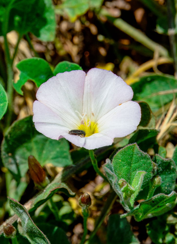 Flor n5