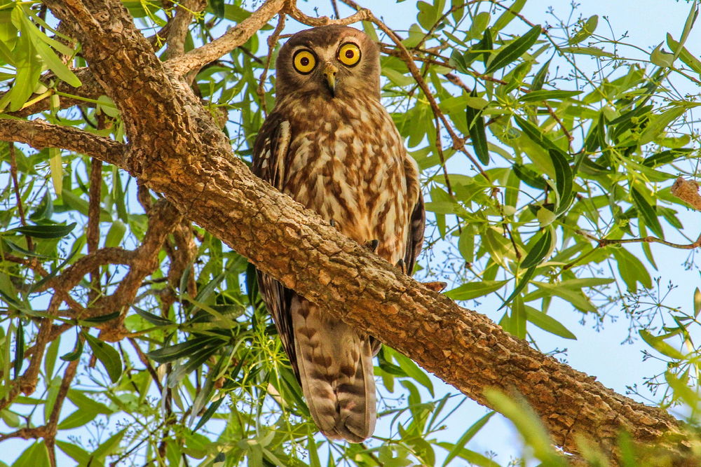 Barking owl,  hard to find but worth it those eyes 👀
