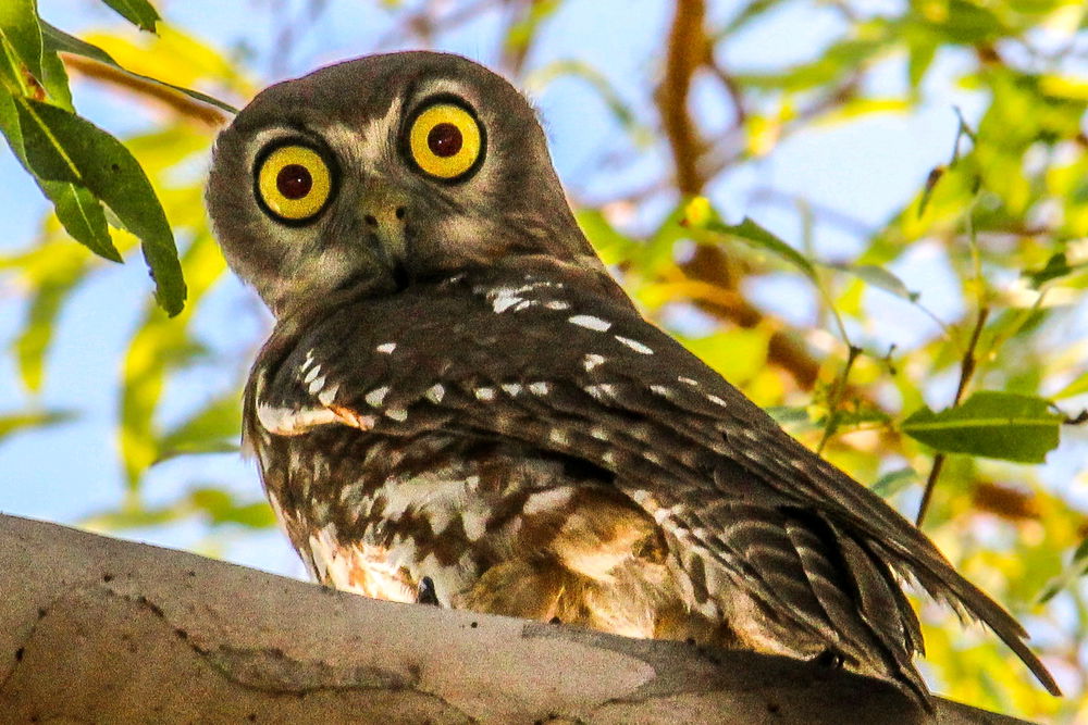 Barking owl,  hard to find but worth it those eyes 👀