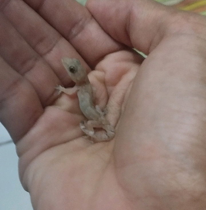 na falta de amigos