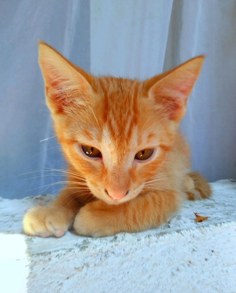 Mi pequeño naranjoso